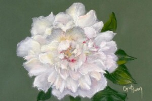 "Paul's Peony" - 9 x 12 on Colourfix green